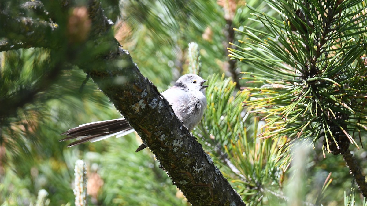 Long-tailed Tit - ML618544583