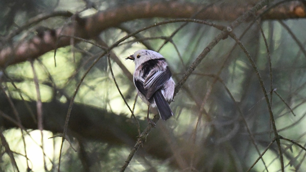 Long-tailed Tit - ML618544584