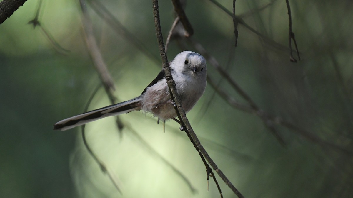 Long-tailed Tit - ML618544585