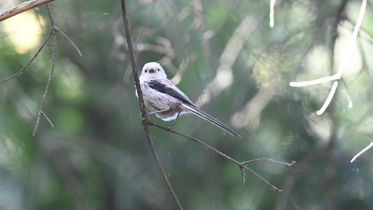 Long-tailed Tit - ML618544586