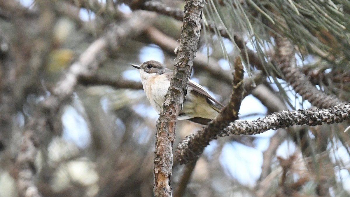 Collared Flycatcher - ML618544587