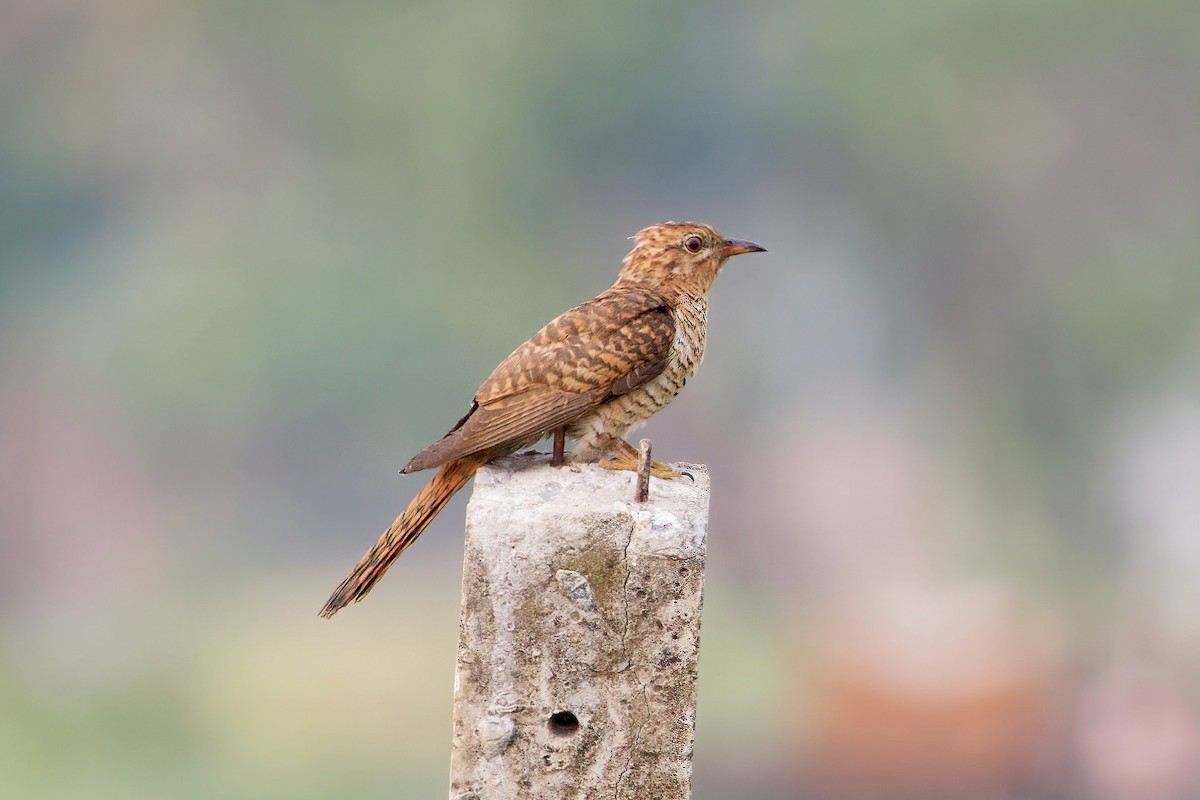 Plaintive Cuckoo - ML618544603