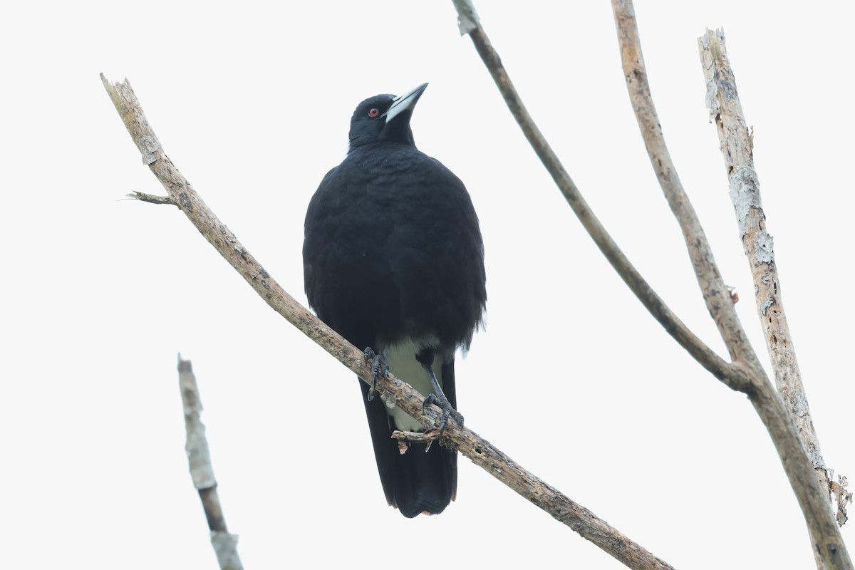 Australian Magpie - Peter Christiaen