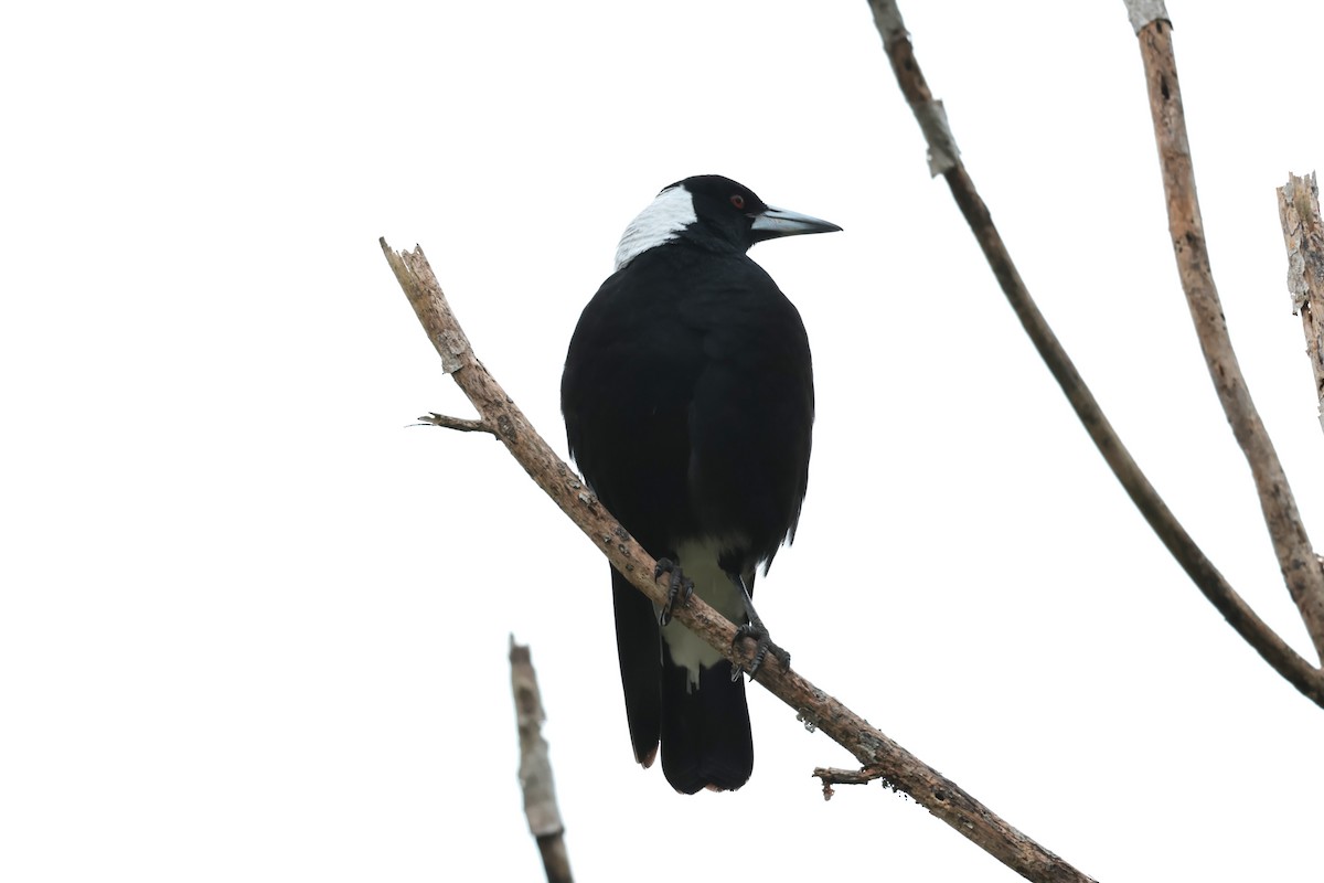 Australian Magpie - ML618544697