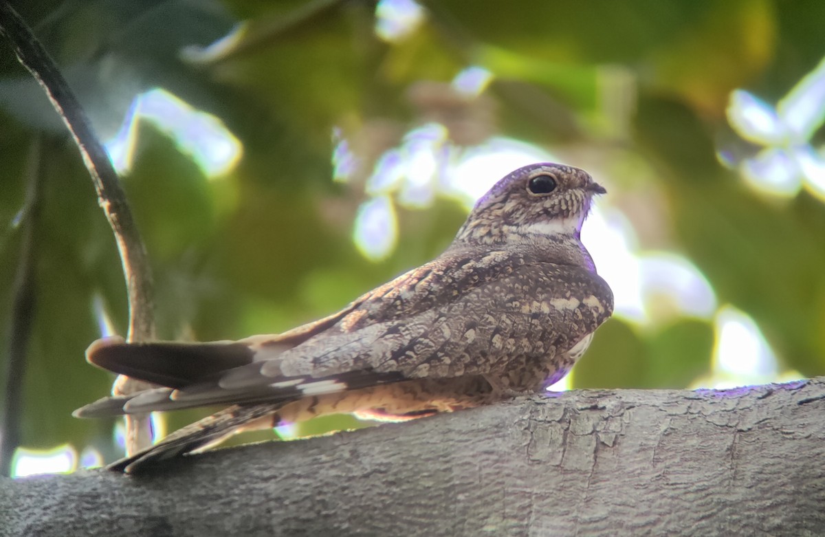 Lesser Nighthawk - Esa-Matti Lampinen