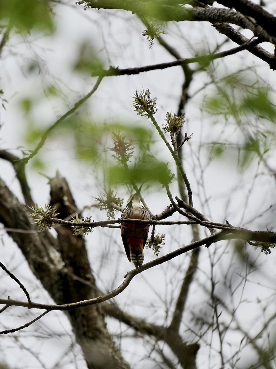 White-backed Woodpecker - ML618544714