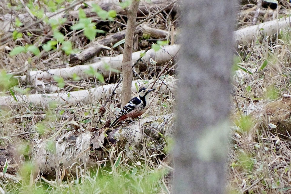 White-backed Woodpecker - ML618544715