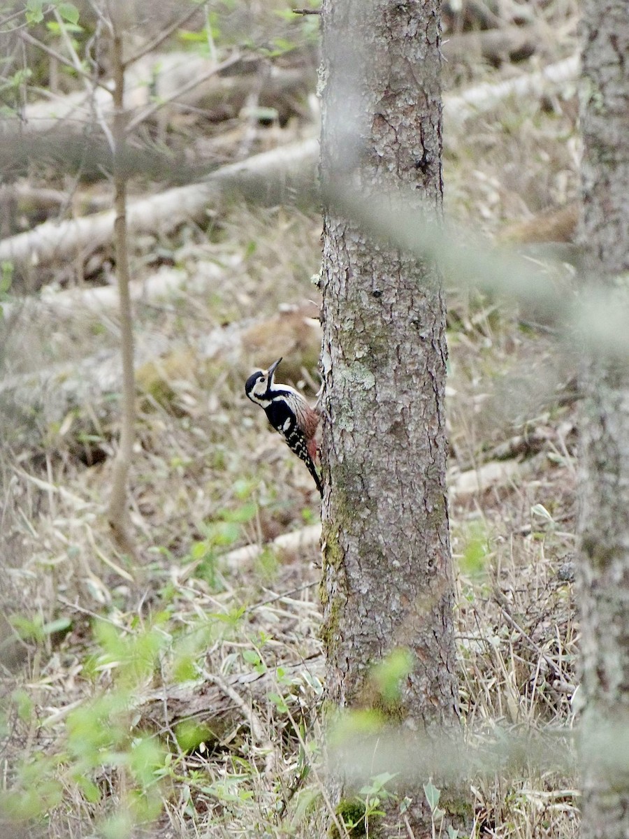 White-backed Woodpecker - ML618544716