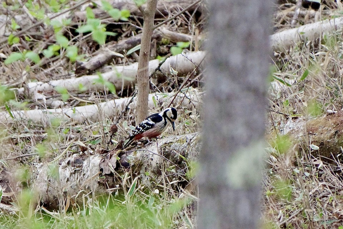 White-backed Woodpecker - Hideki Sekimoto