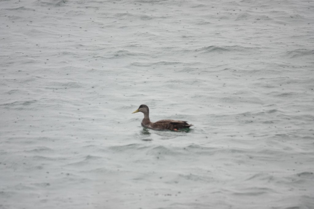 American Black Duck - ML618544722