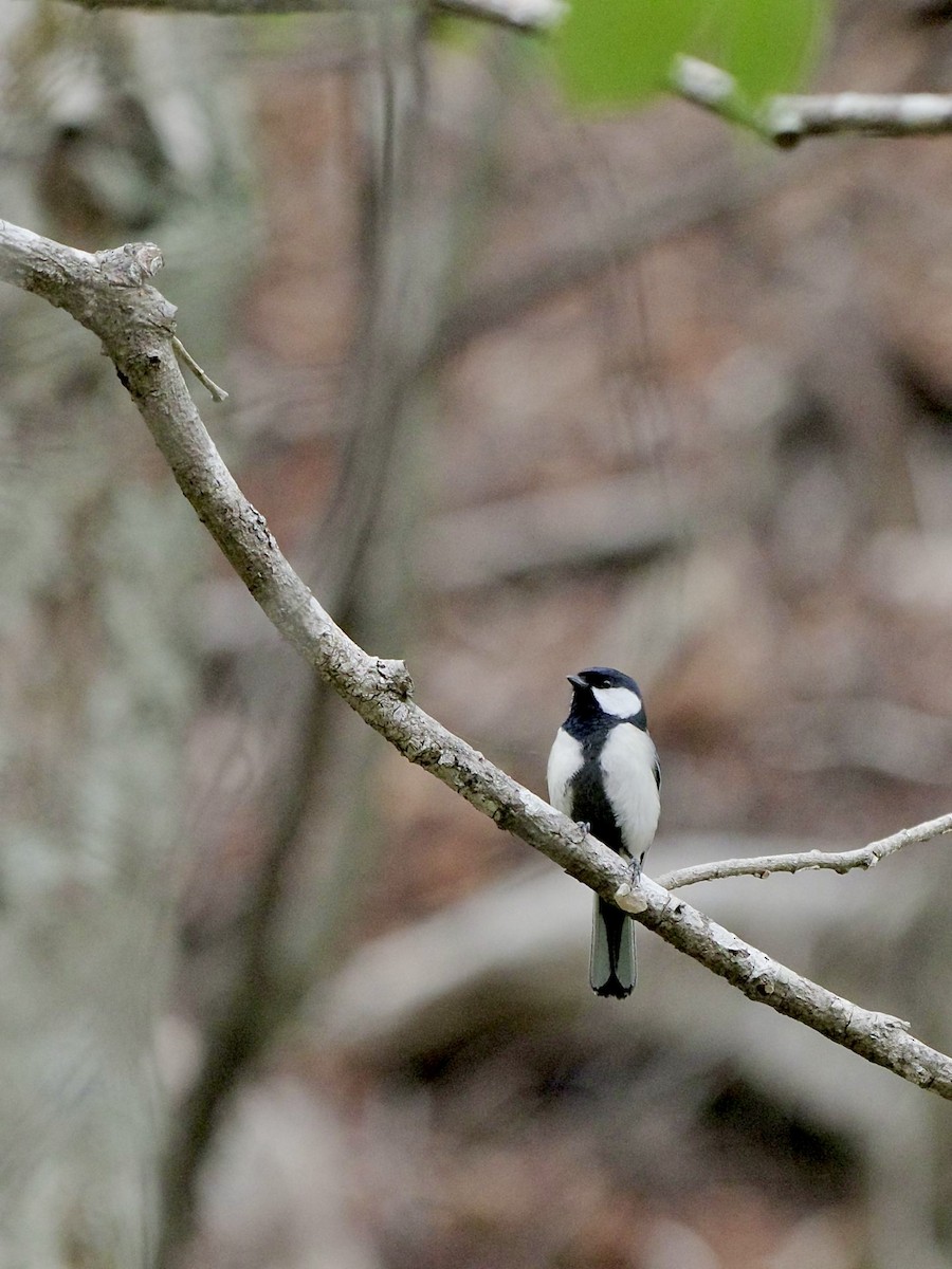 Asian Tit (Japanese) - ML618544726