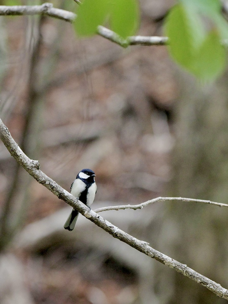 Asian Tit (Japanese) - ML618544727