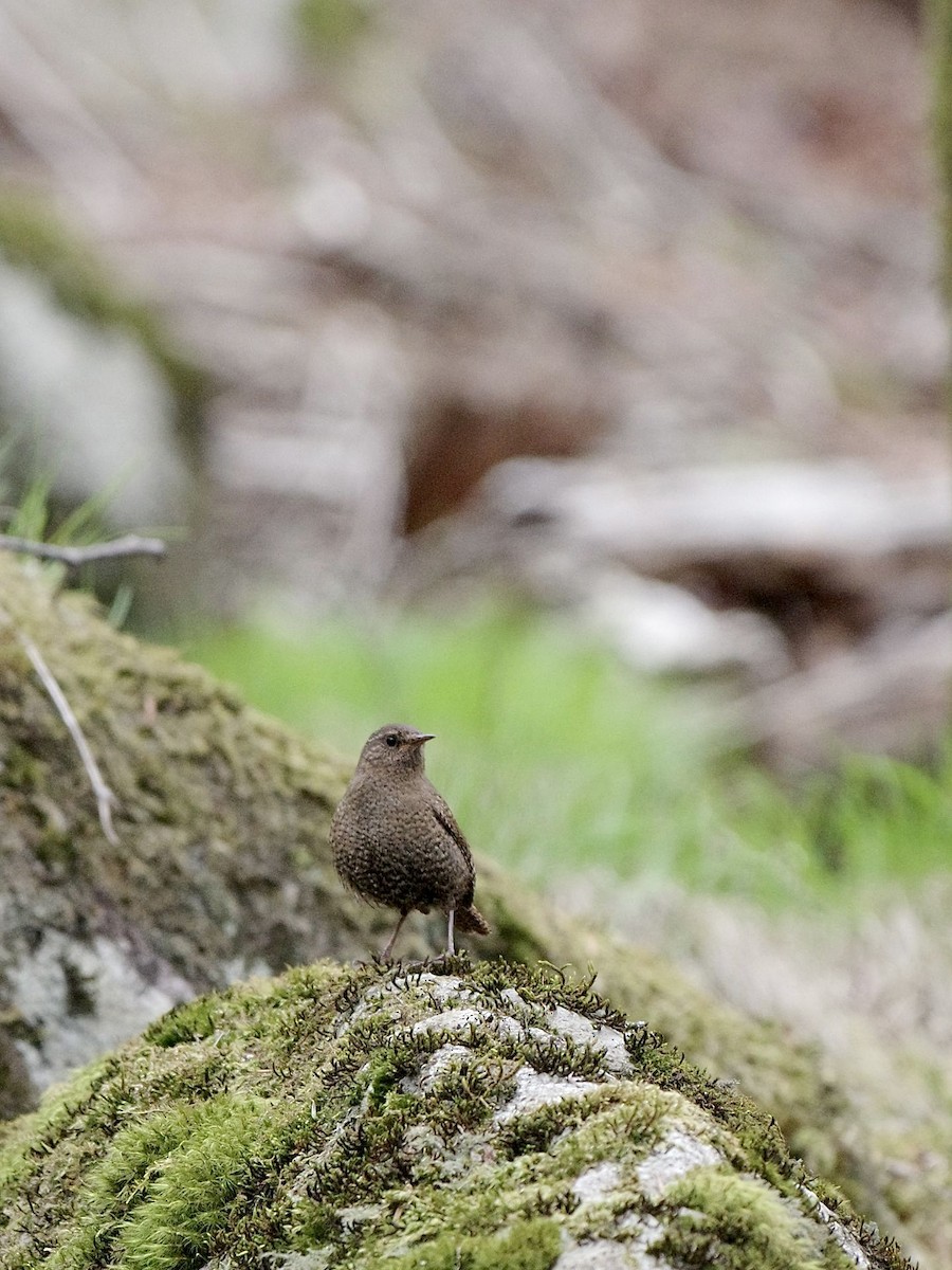 Eurasian Wren - Hideki Sekimoto