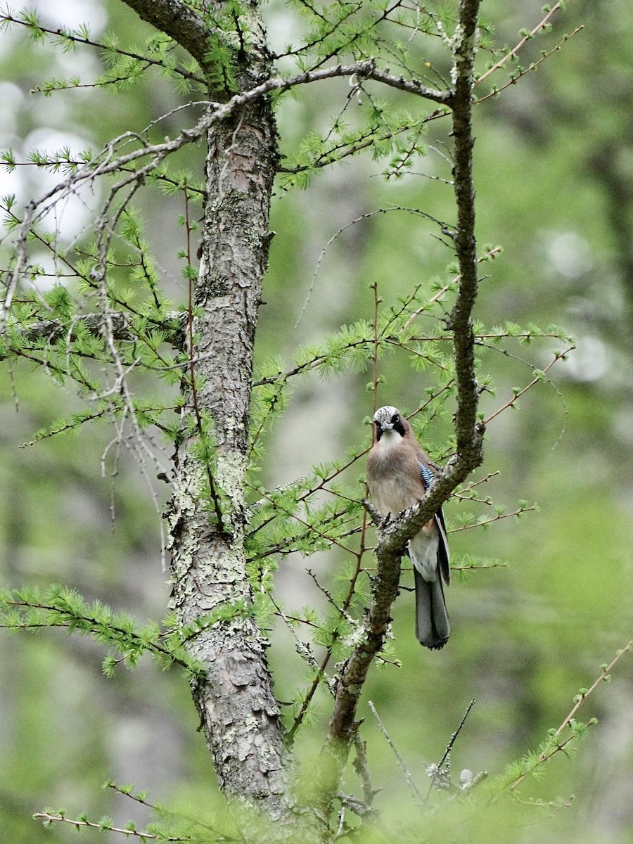 Eurasian Jay - Hideki Sekimoto