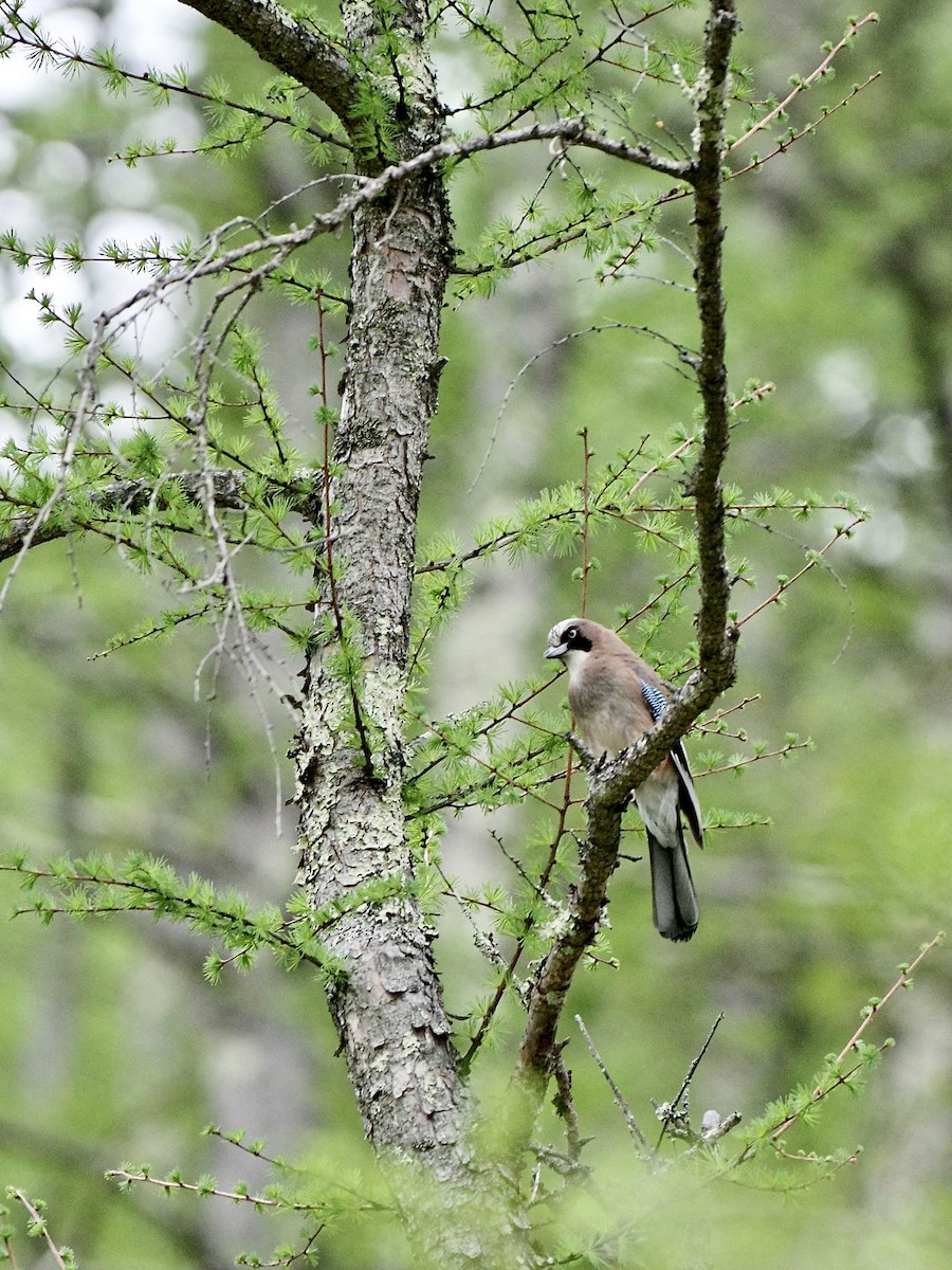 Eurasian Jay - ML618544737