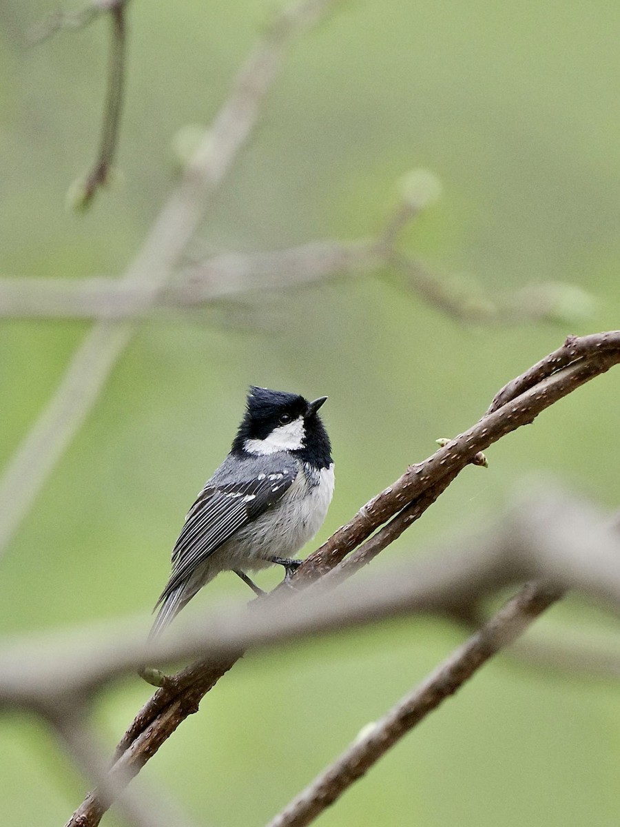 Coal Tit - ML618544744