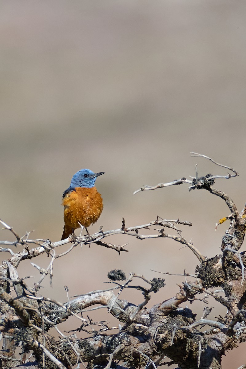 Rufous-tailed Rock-Thrush - ML618544745