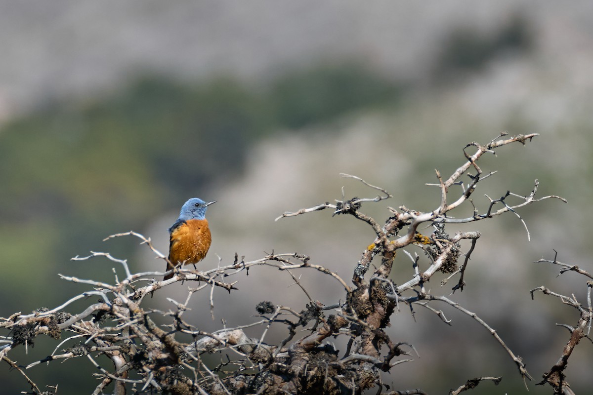 Rufous-tailed Rock-Thrush - ML618544746