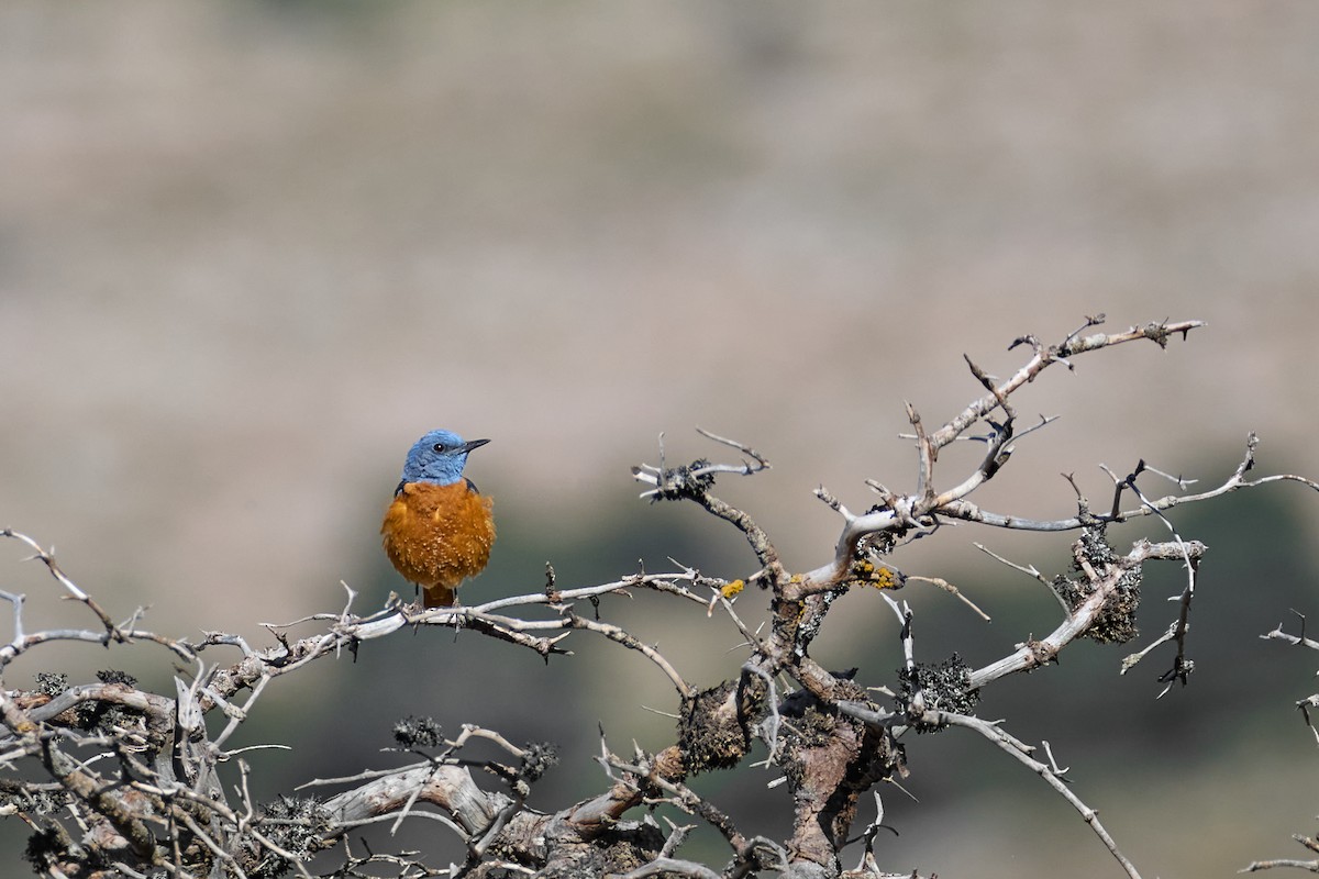 Rufous-tailed Rock-Thrush - ML618544747
