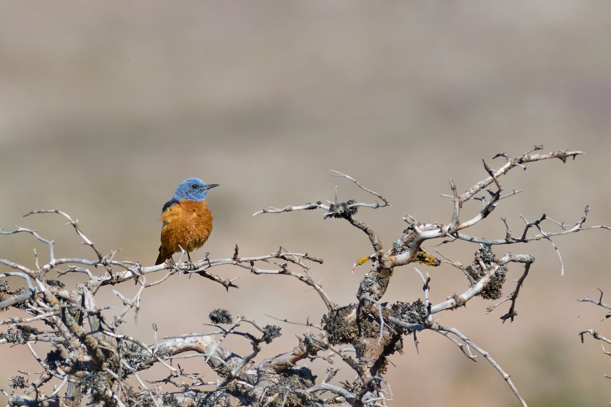 Rufous-tailed Rock-Thrush - ML618544748