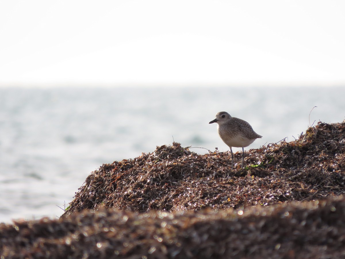 Black-bellied Plover - ML618544760