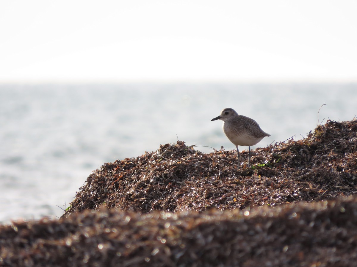 Black-bellied Plover - ML618544761