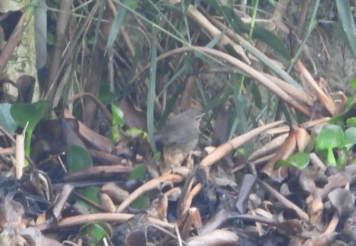 Smoky Warbler - Ulhas Anand