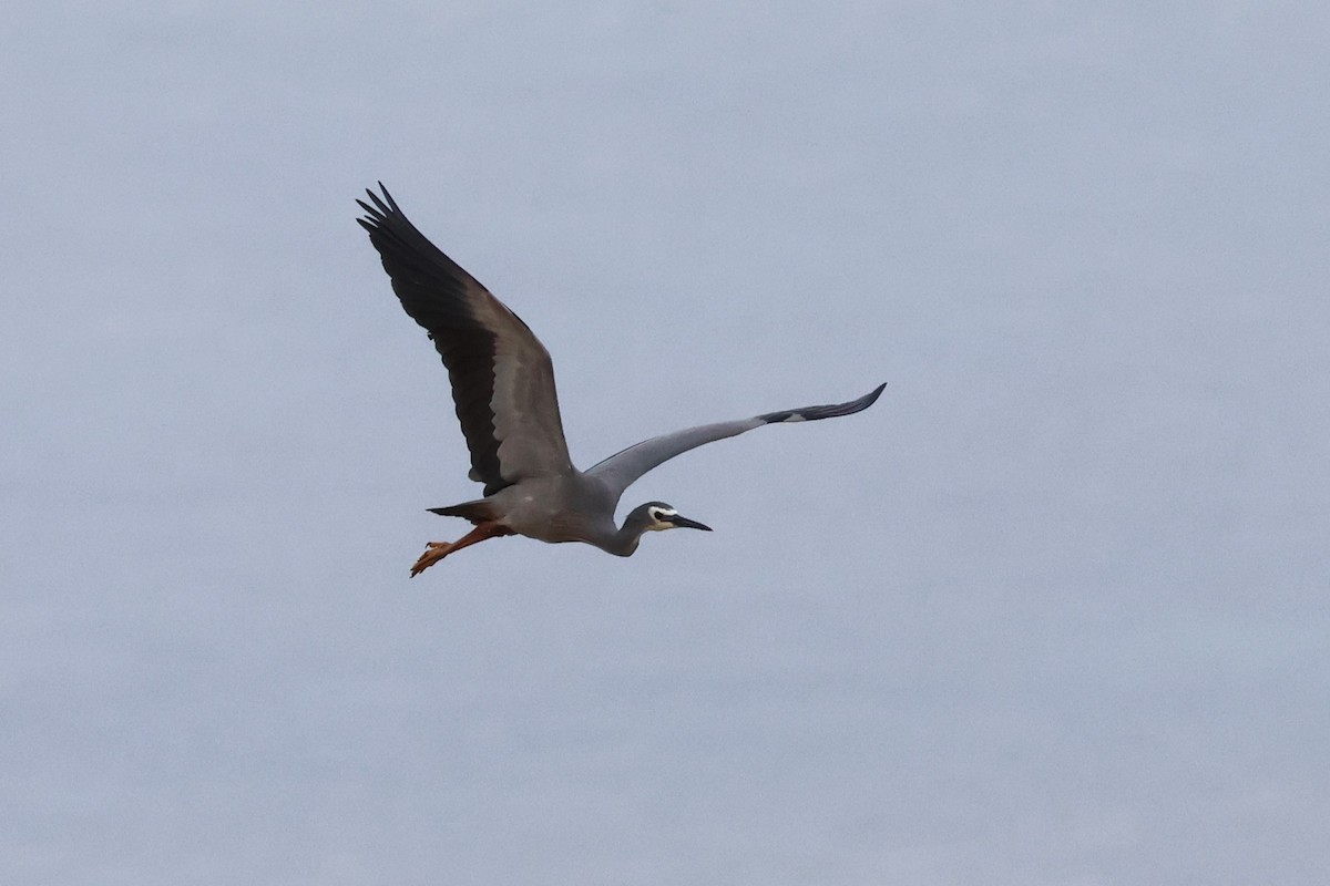 White-faced Heron - Peter Christiaen