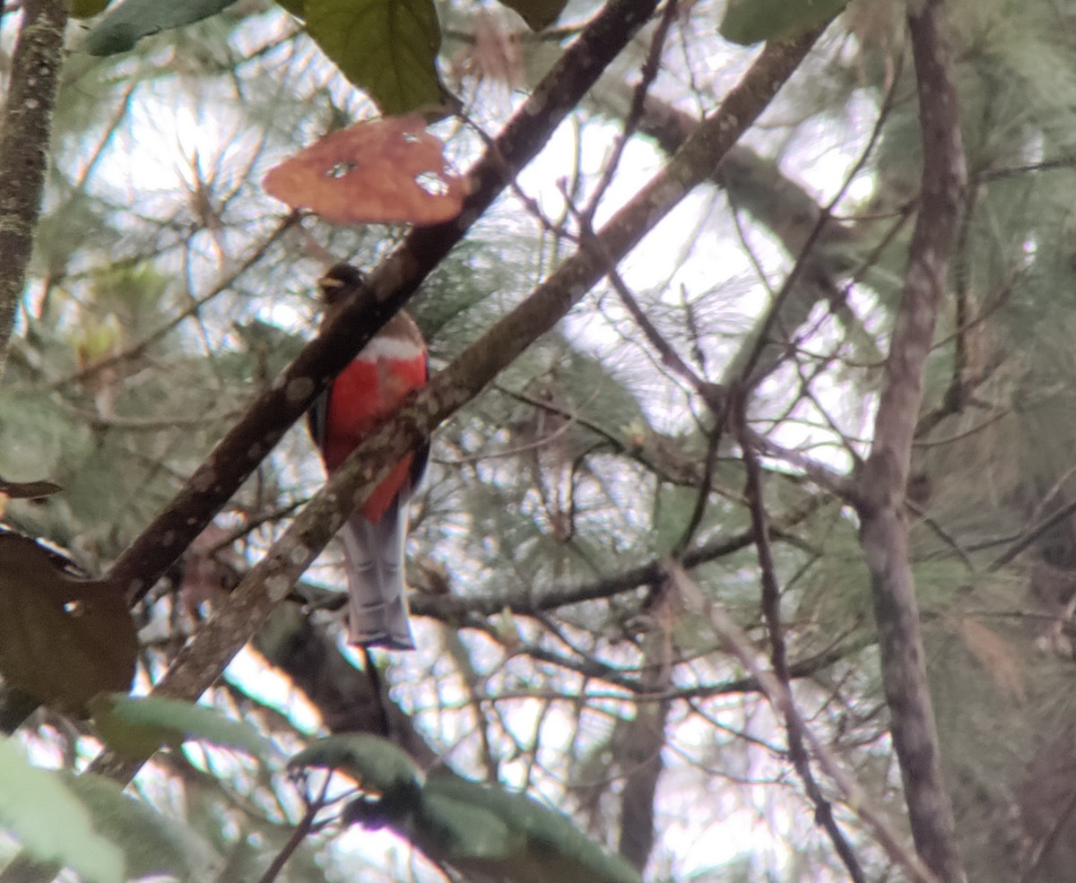 Collared Trogon - ML618544810