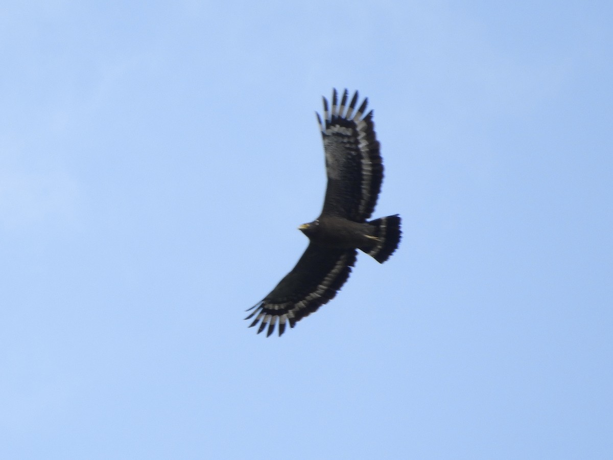 Crested Serpent-Eagle - Bear Jia