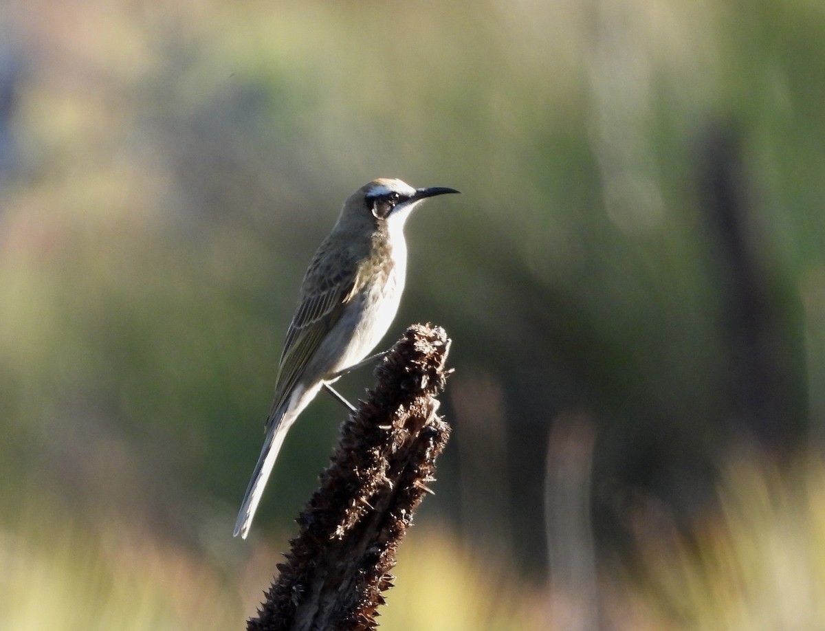 Tawny-crowned Honeyeater - ML618544852