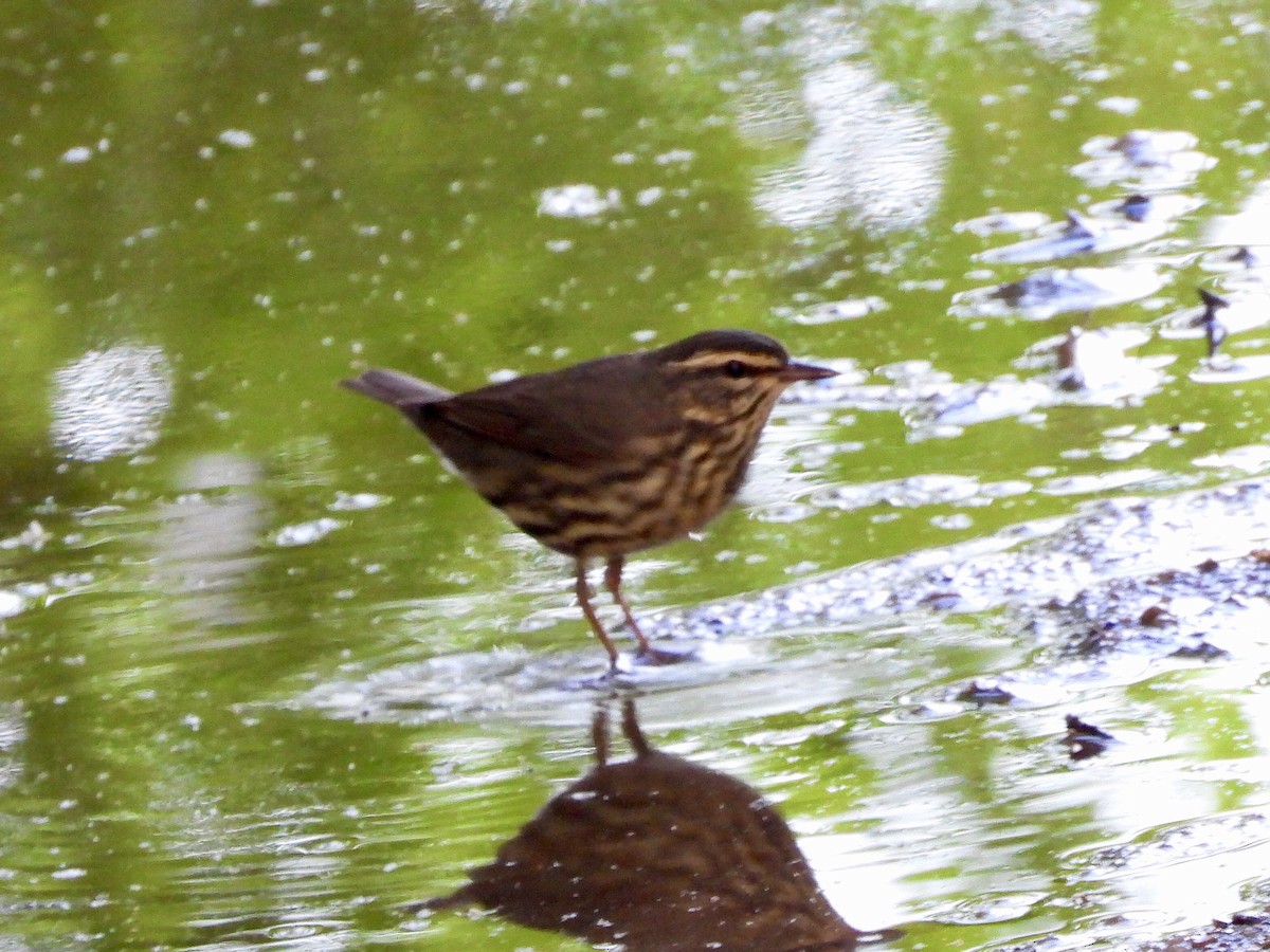 Northern Waterthrush - AiLeng Chan