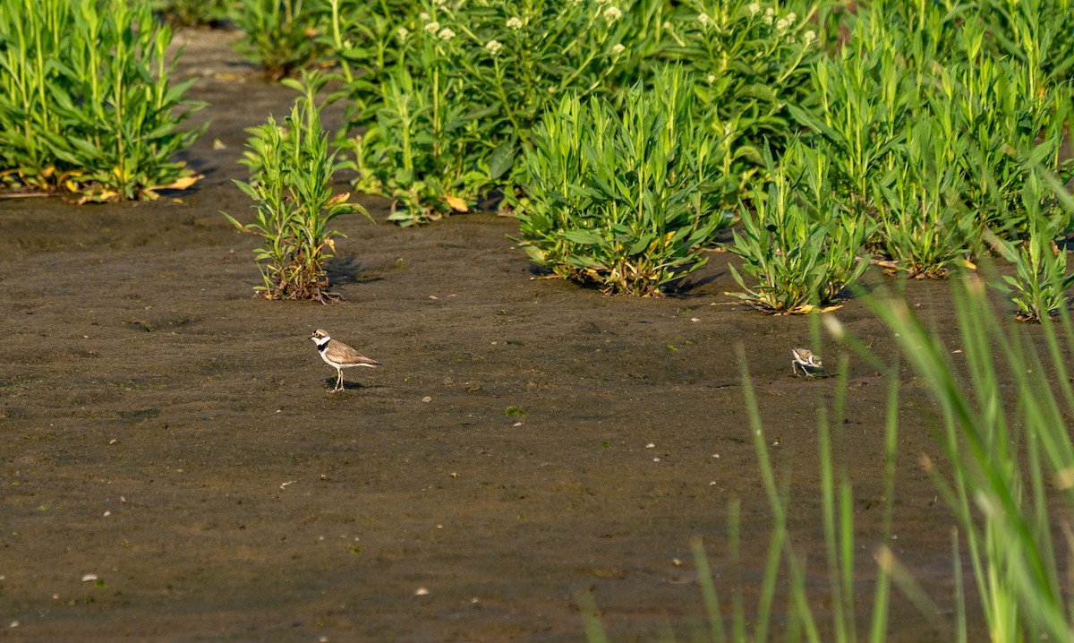 Little Ringed Plover - ML618544910