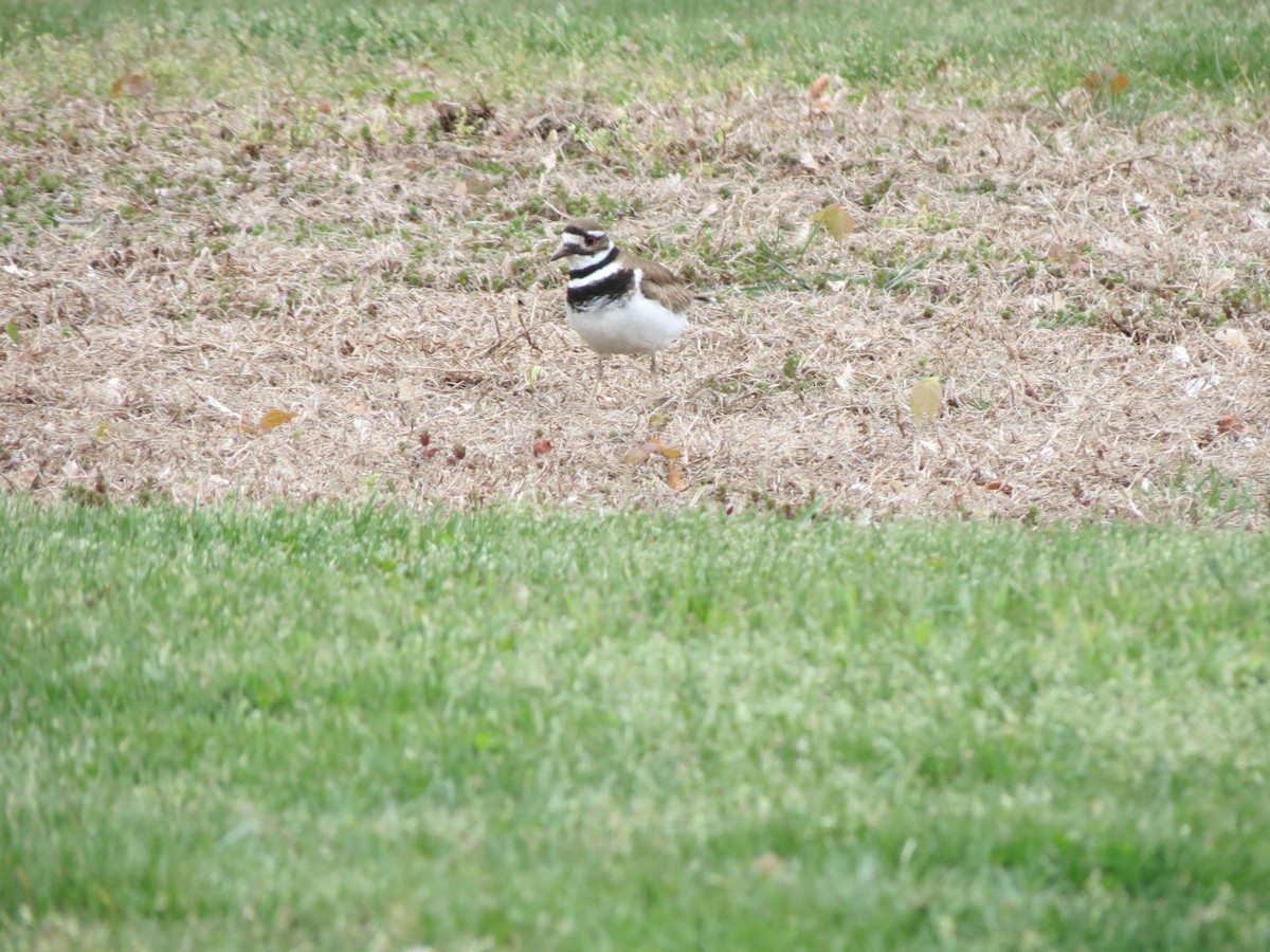 Killdeer - Luis Mendes