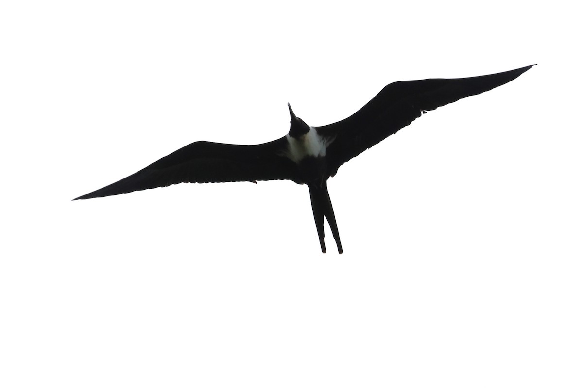 Lesser Frigatebird - Peter Christiaen