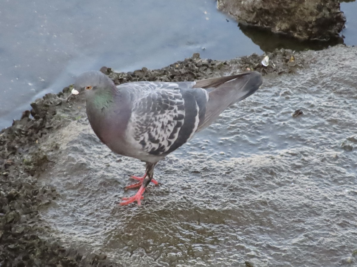 Rock Pigeon (Feral Pigeon) - ML618544936