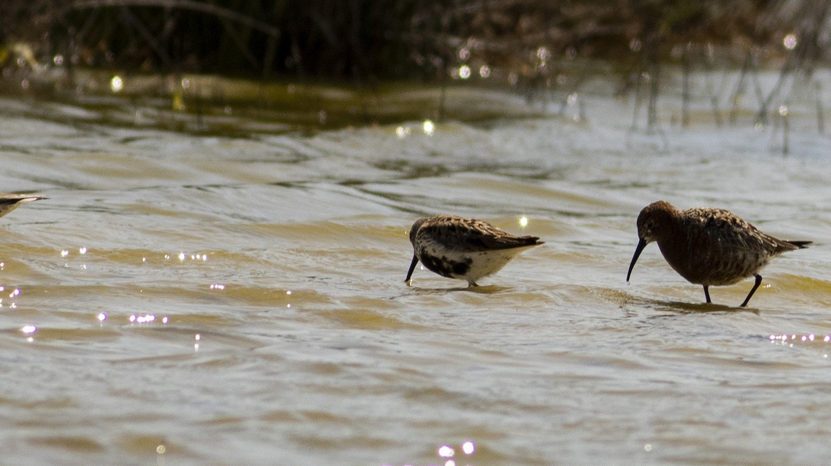 Dunlin - Fikret Can