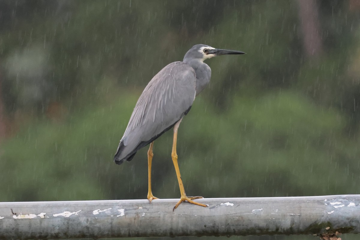 White-faced Heron - Peter Christiaen