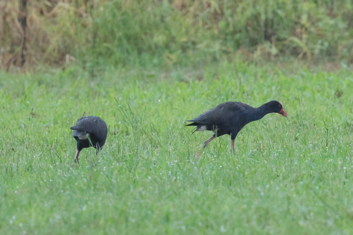 Australasian Swamphen - ML618544970