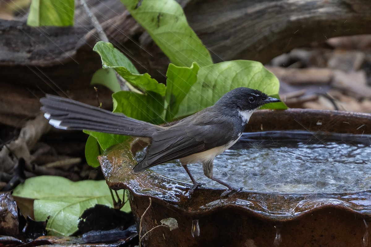 Malaysian Pied-Fantail - ML618545004