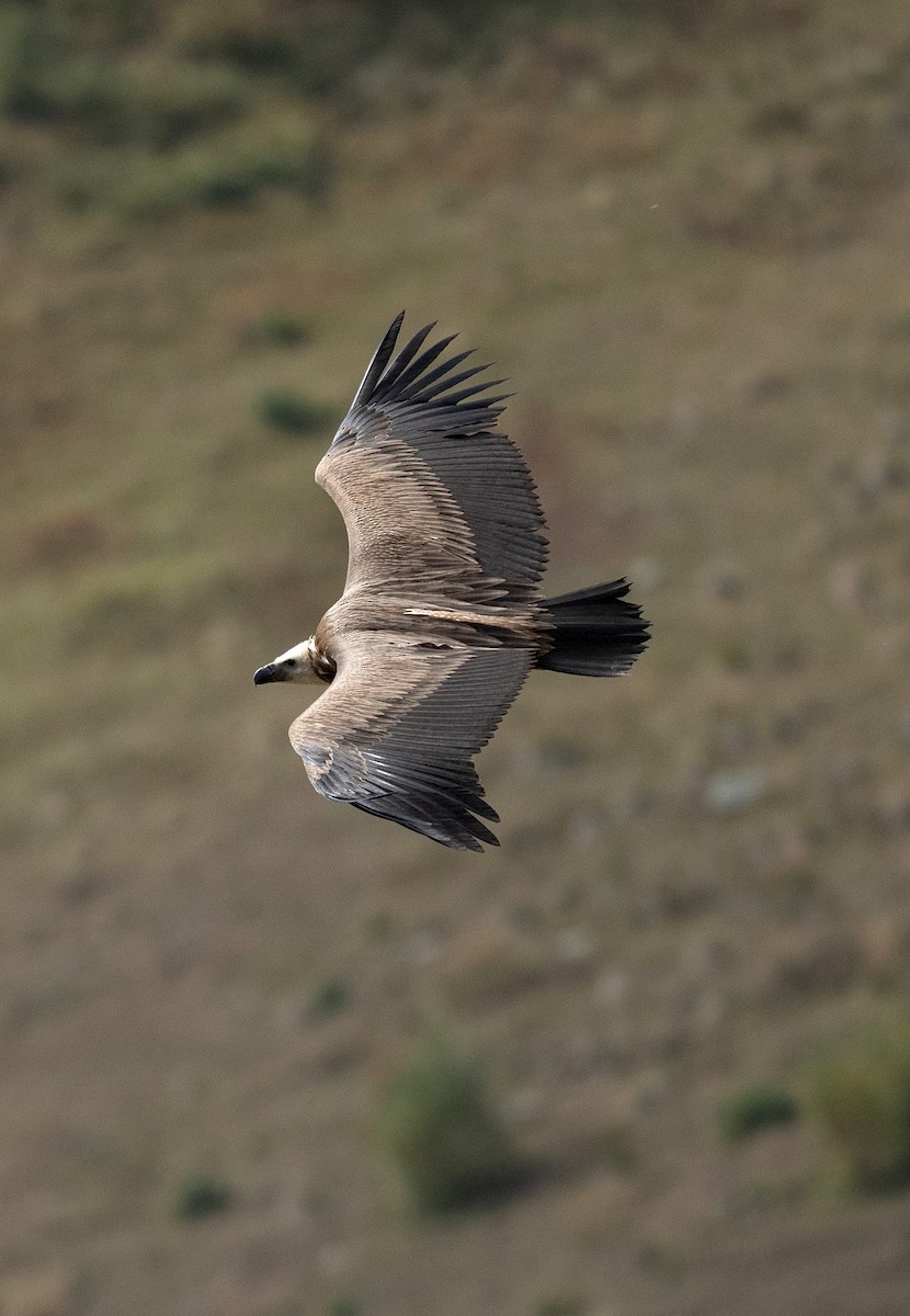 Kızıl Akbaba - ML618545007