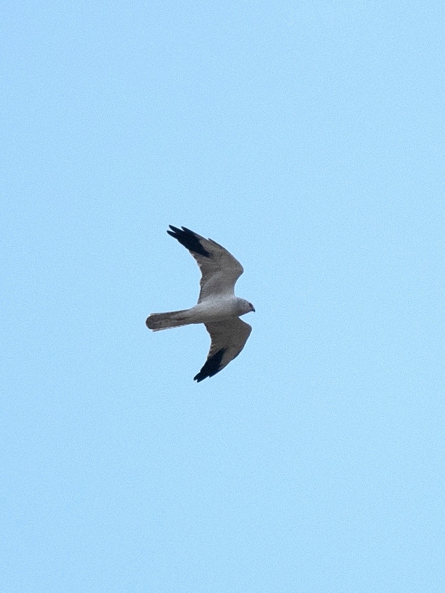 Pallid Harrier - ML618545017