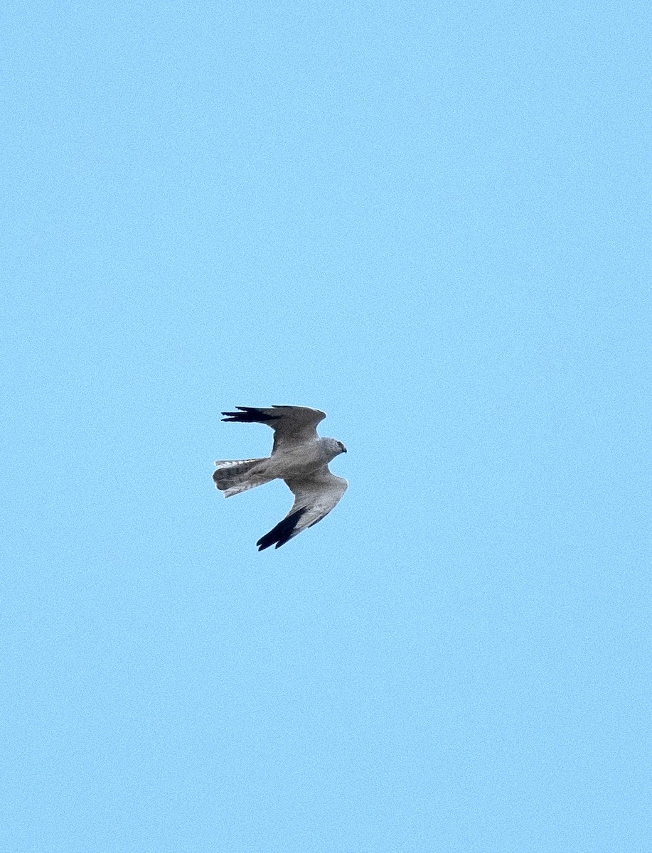 Pallid Harrier - ML618545018