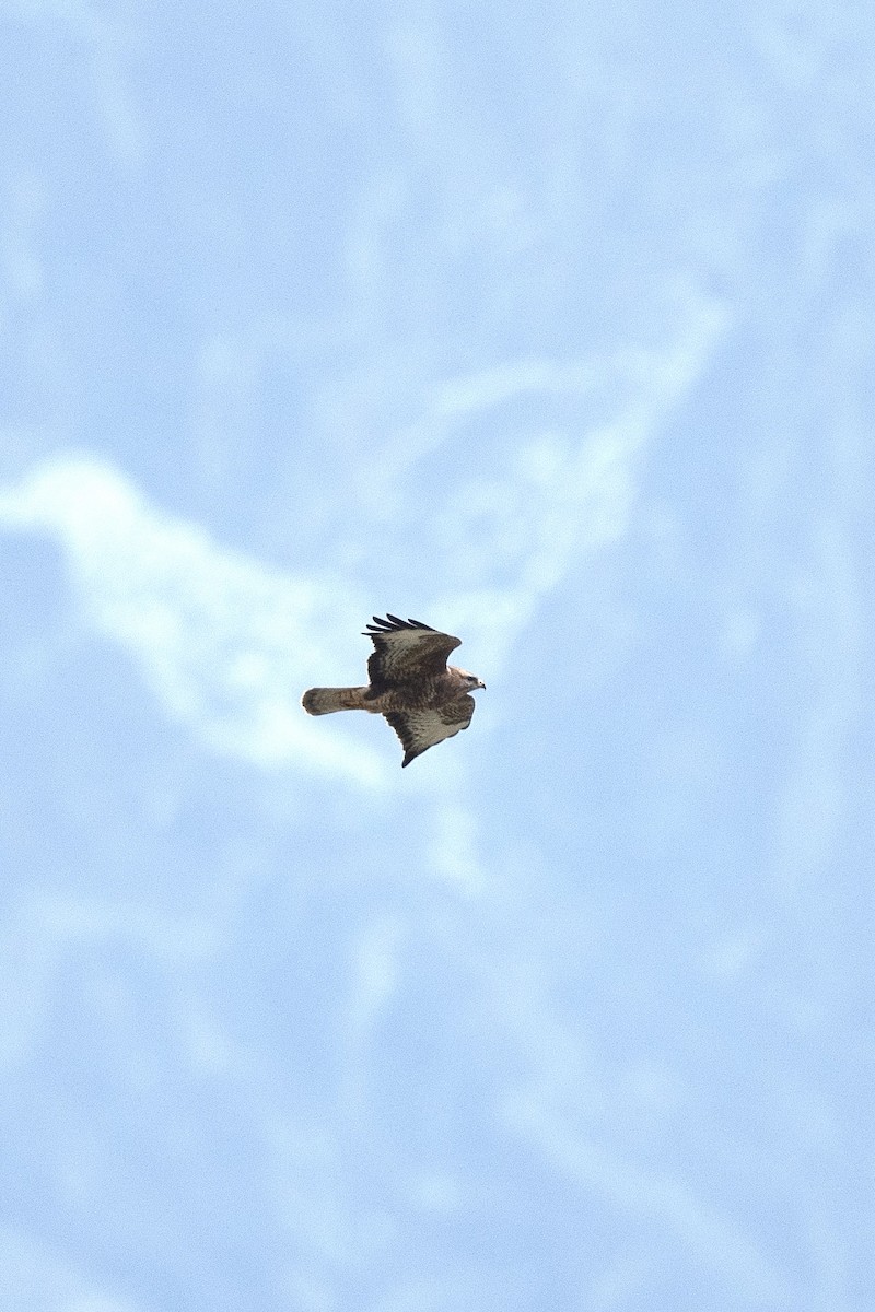 Common Buzzard - ML618545020