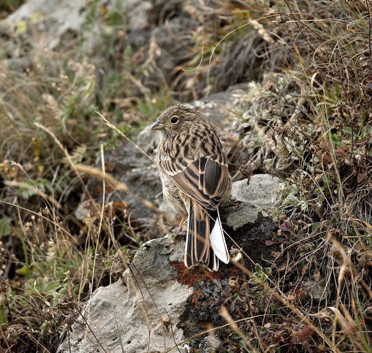 Rock Bunting - ML618545025