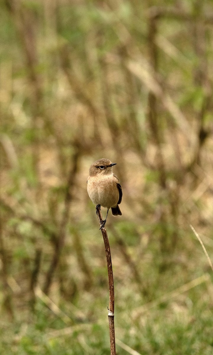 European/Siberian Stonechat - Anand ramesh