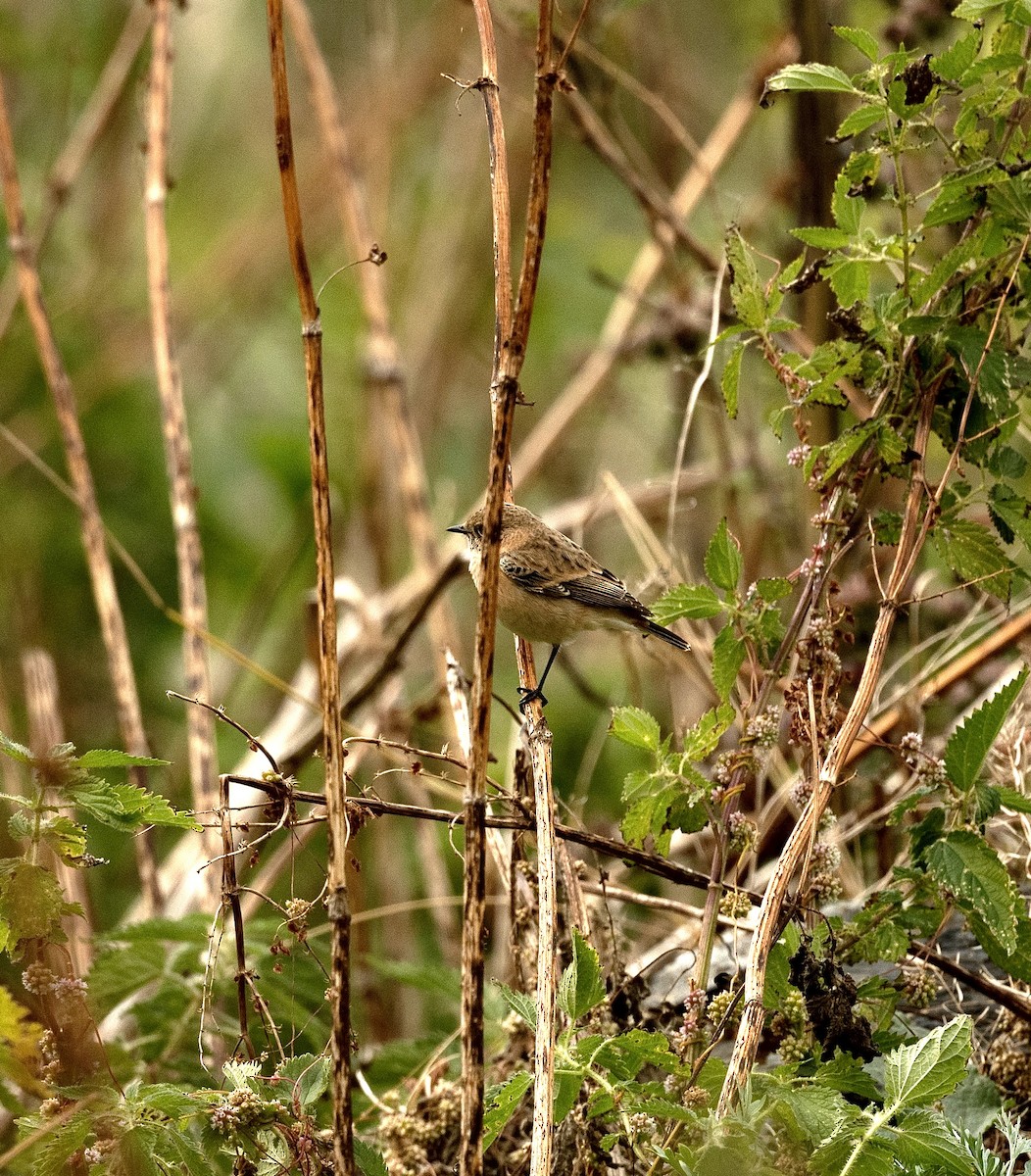 European/Siberian Stonechat - ML618545064