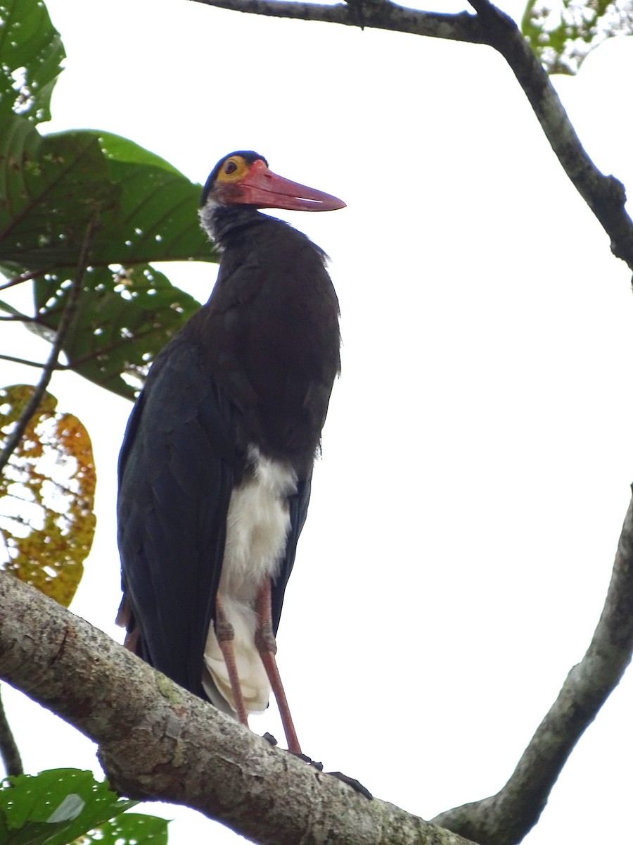 Höckerstorch - ML618545069