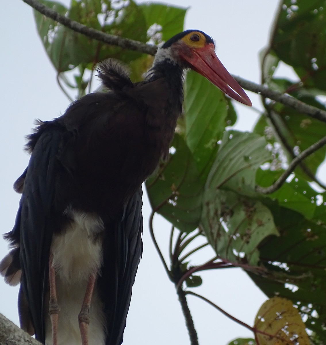 Höckerstorch - ML618545070