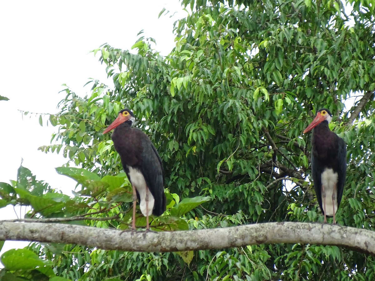 Höckerstorch - ML618545077